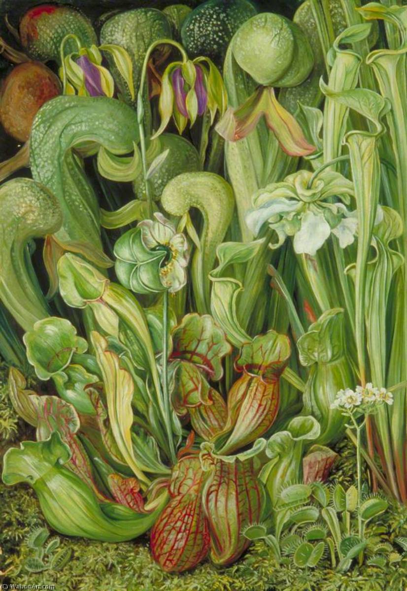 Wikioo.org - The Encyclopedia of Fine Arts - Painting, Artwork by Marianne North - North American Carnivorous Plants