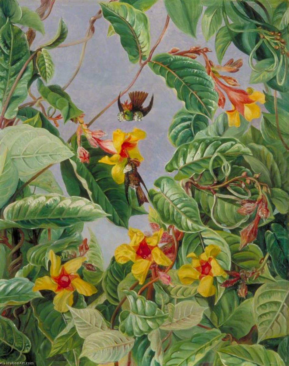 Wikioo.org - The Encyclopedia of Fine Arts - Painting, Artwork by Marianne North - A Brazilian Climbing Shrub and Humming Birds