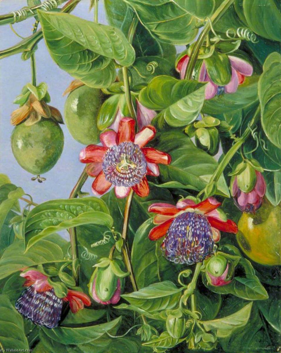 WikiOO.org - 백과 사전 - 회화, 삽화 Marianne North - Flowers and Fruit of the Maricojas Passion Flower, Brazil