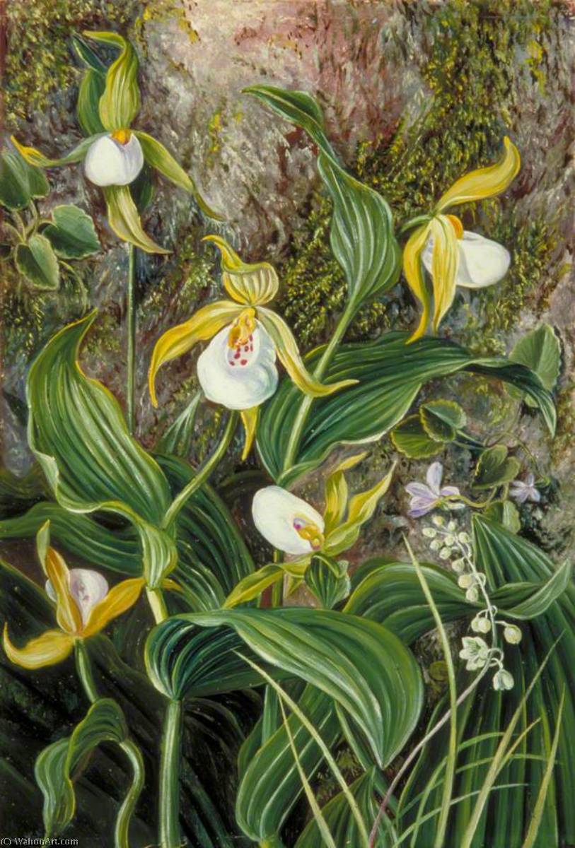 Wikioo.org - The Encyclopedia of Fine Arts - Painting, Artwork by Marianne North - Wild Flowers of Simla, India
