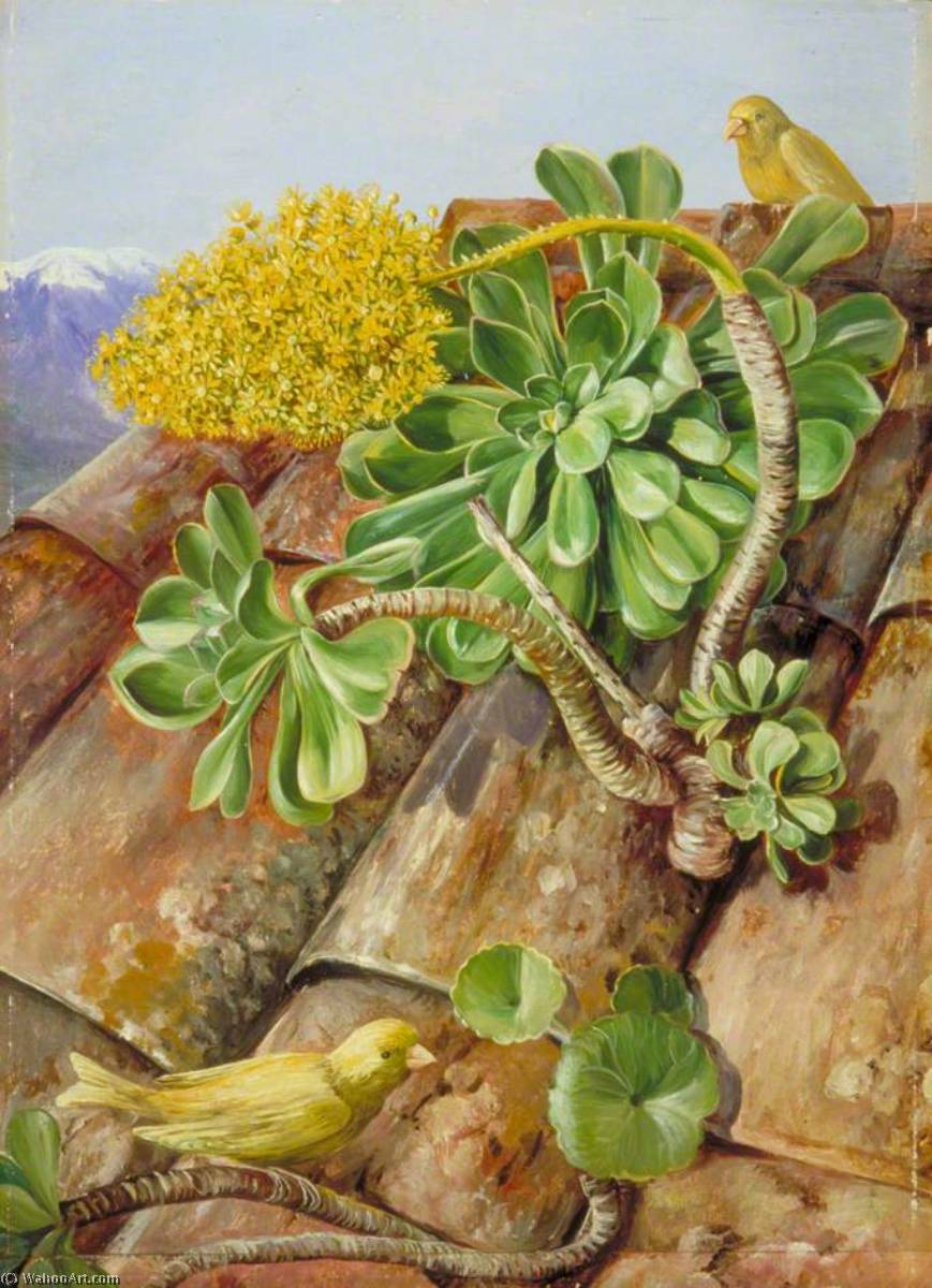 WikiOO.org - Encyclopedia of Fine Arts - Maalaus, taideteos Marianne North - Houseleek and Canary Birds in Teneriffe