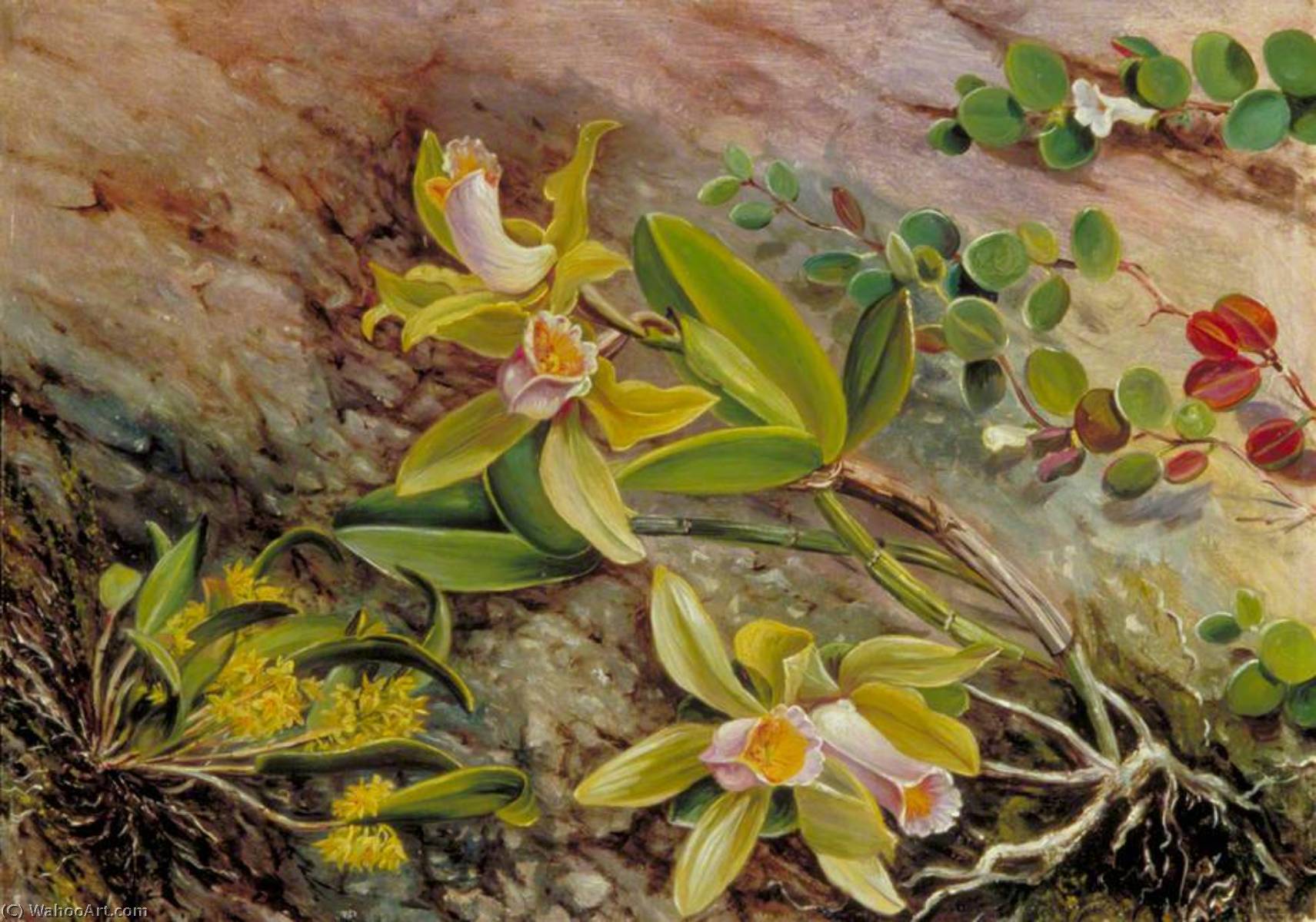 Wikioo.org - The Encyclopedia of Fine Arts - Painting, Artwork by Marianne North - Orchids and Creeper on Water Worn Boulders in the Bay of Rio Janeiro, Brazil