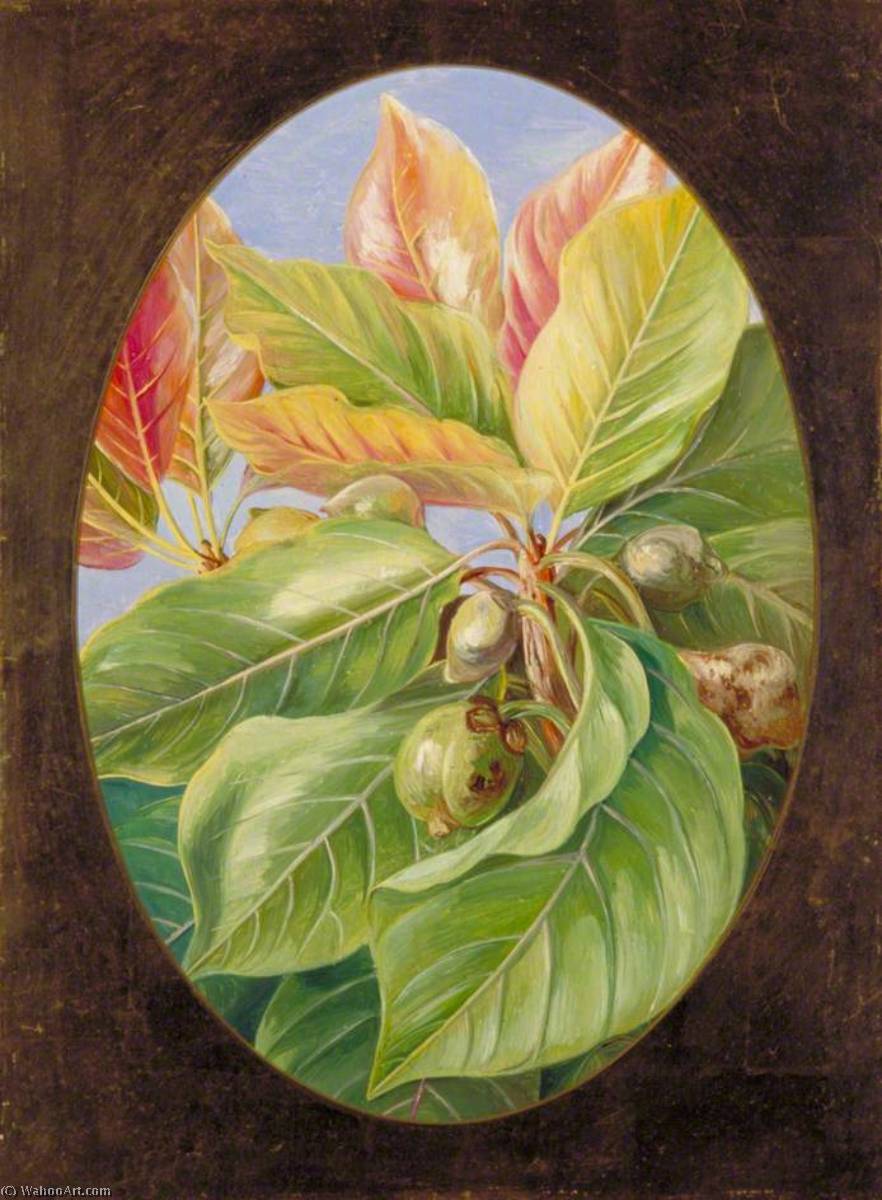 WikiOO.org - Enciclopédia das Belas Artes - Pintura, Arte por Marianne North - Foliage and Fruit of the Mahwa
