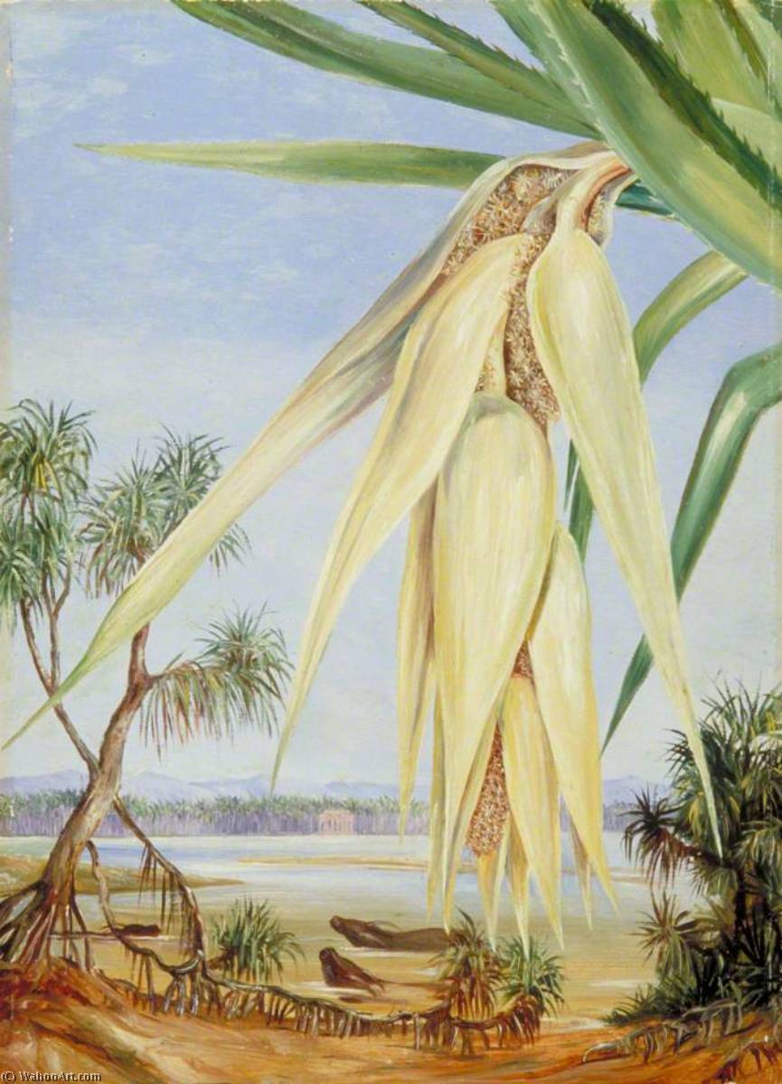 Wikioo.org - The Encyclopedia of Fine Arts - Painting, Artwork by Marianne North - Male Inflorescence of a Screw Pine