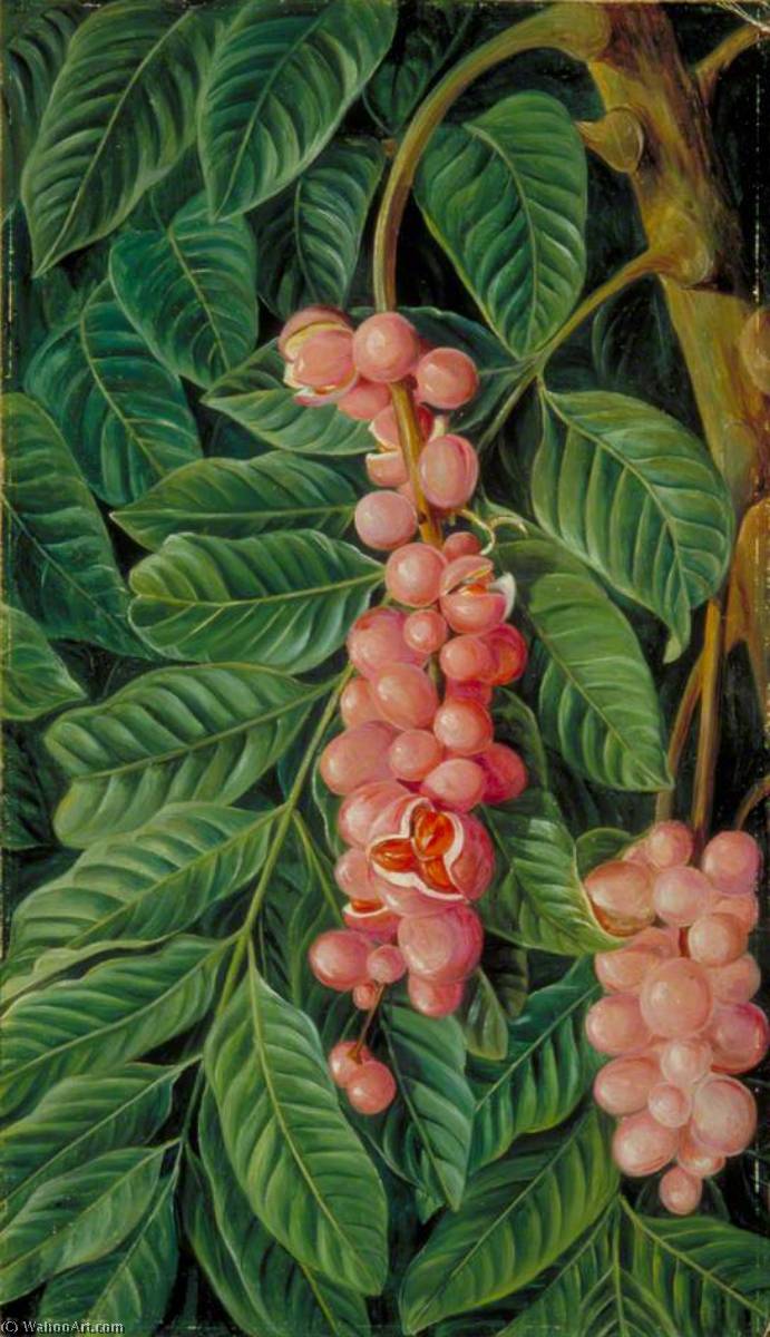 Wikioo.org - The Encyclopedia of Fine Arts - Painting, Artwork by Marianne North - Foliage and Fruit of a Forest Tree of Java
