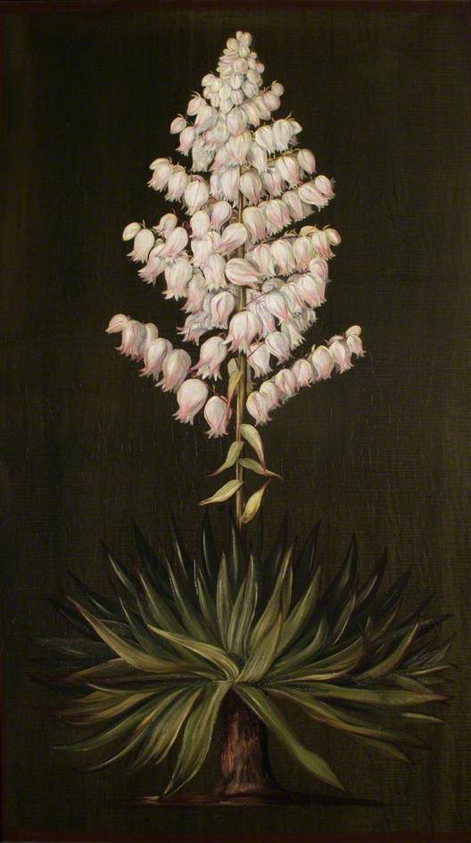 WikiOO.org - Enciklopedija dailės - Tapyba, meno kuriniai Marianne North - Adam's Needle or Yucca, about Half Natural Size