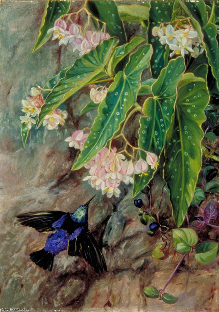 Wikioo.org - The Encyclopedia of Fine Arts - Painting, Artwork by Marianne North - Brazilian Flowers