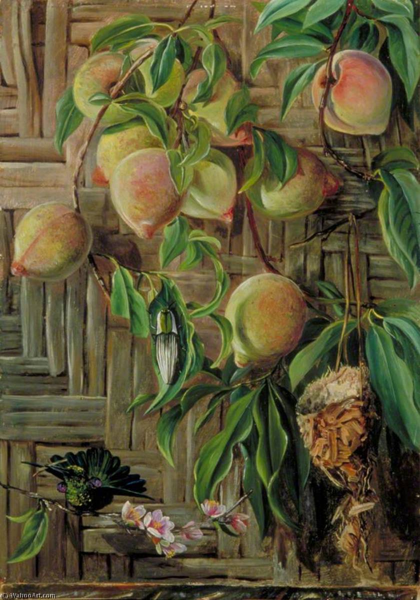 Wikoo.org - موسوعة الفنون الجميلة - اللوحة، العمل الفني Marianne North - Peaches and Humming Birds, Brazil