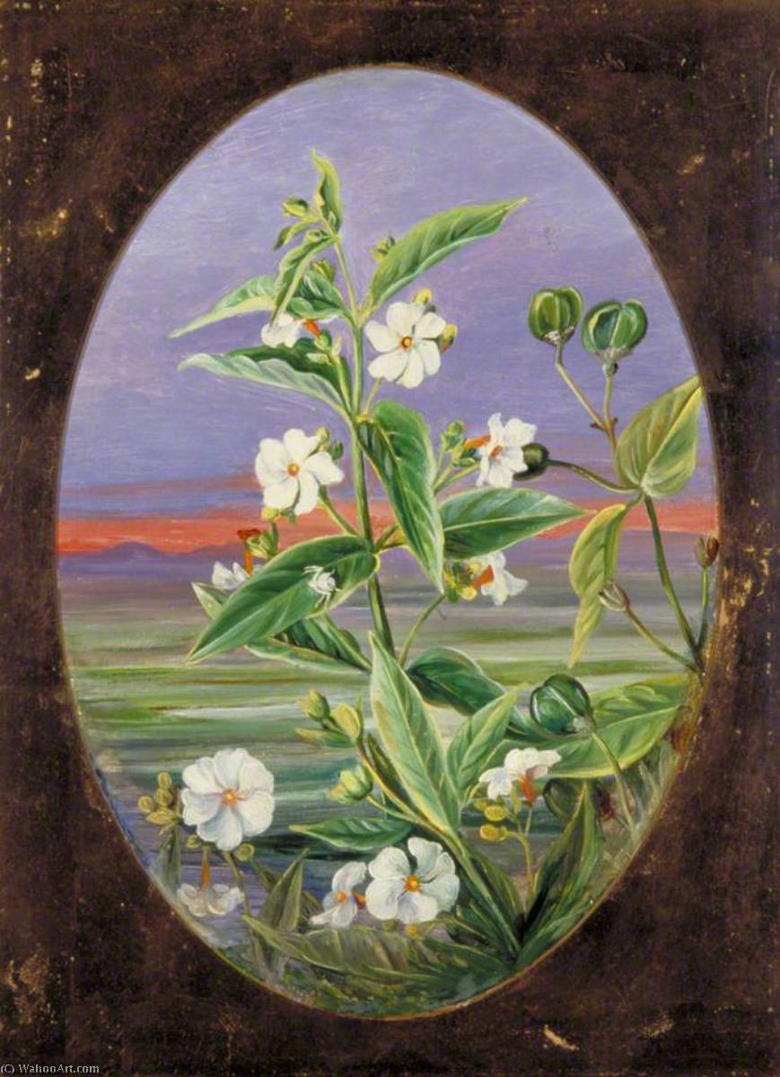 Wikioo.org - The Encyclopedia of Fine Arts - Painting, Artwork by Marianne North - The Night Jessamine