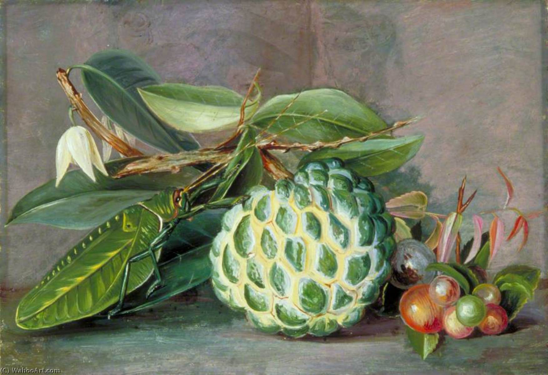Wikioo.org - The Encyclopedia of Fine Arts - Painting, Artwork by Marianne North - Custard Apple, Native 'Gooseberry' of Sarawak, and Leaf Locust