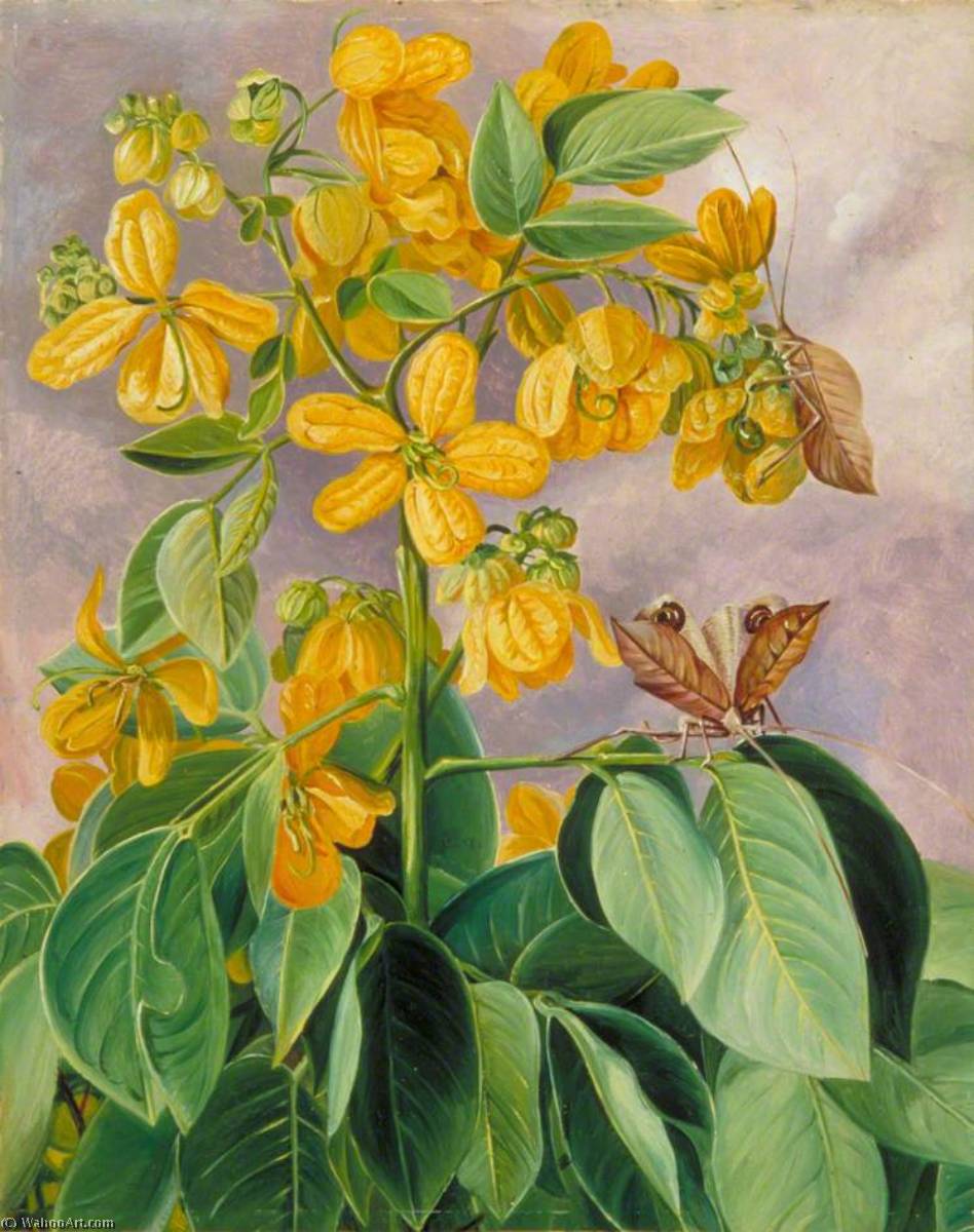 Wikioo.org - The Encyclopedia of Fine Arts - Painting, Artwork by Marianne North - Flowers of Cassia corymbosa in Minas Geraes, Brazil