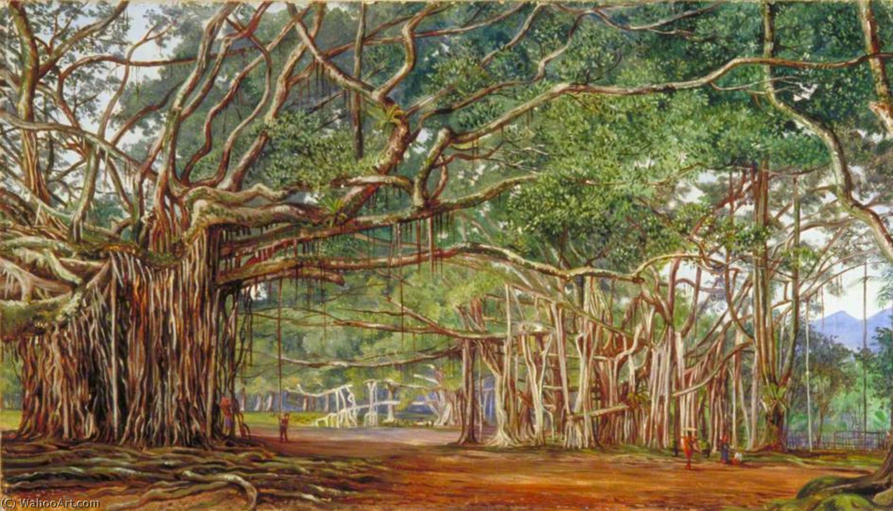 WikiOO.org - 백과 사전 - 회화, 삽화 Marianne North - Old Banyan Trees at Buitenzorg, Java