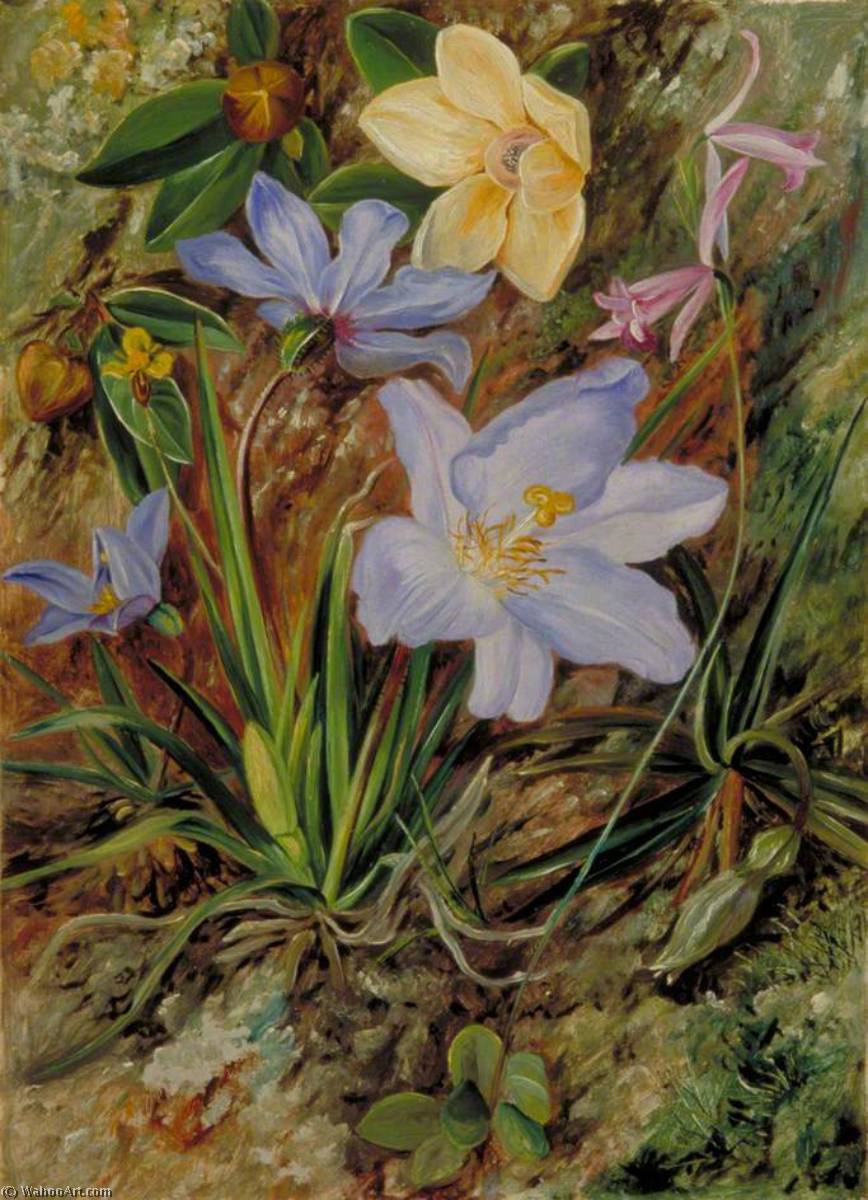Wikioo.org - The Encyclopedia of Fine Arts - Painting, Artwork by Marianne North - Brazilian Wild Flowers