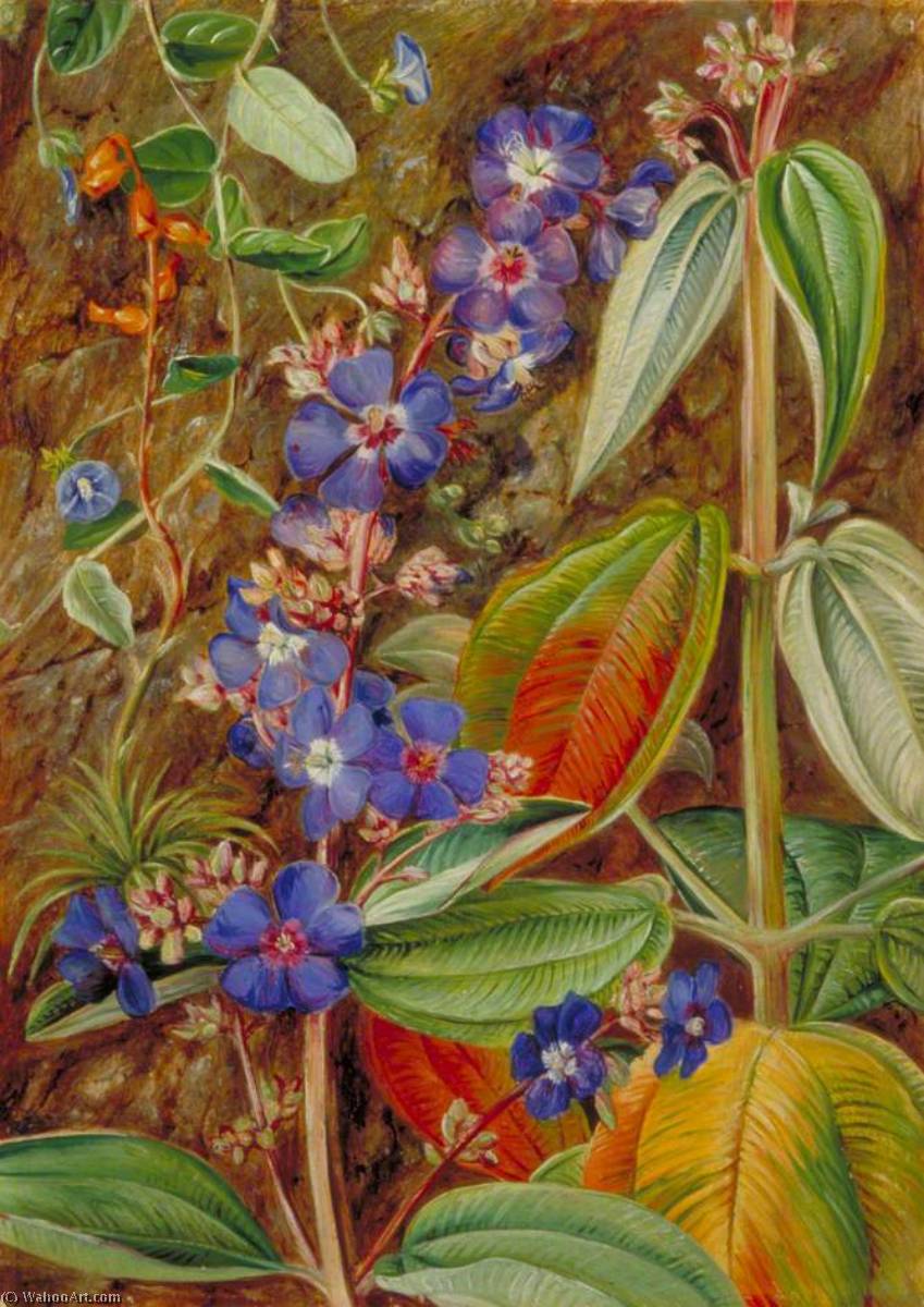 WikiOO.org - 百科事典 - 絵画、アートワーク Marianne North - 野生の 花 の  カーサ  ブランカ  ブラジル