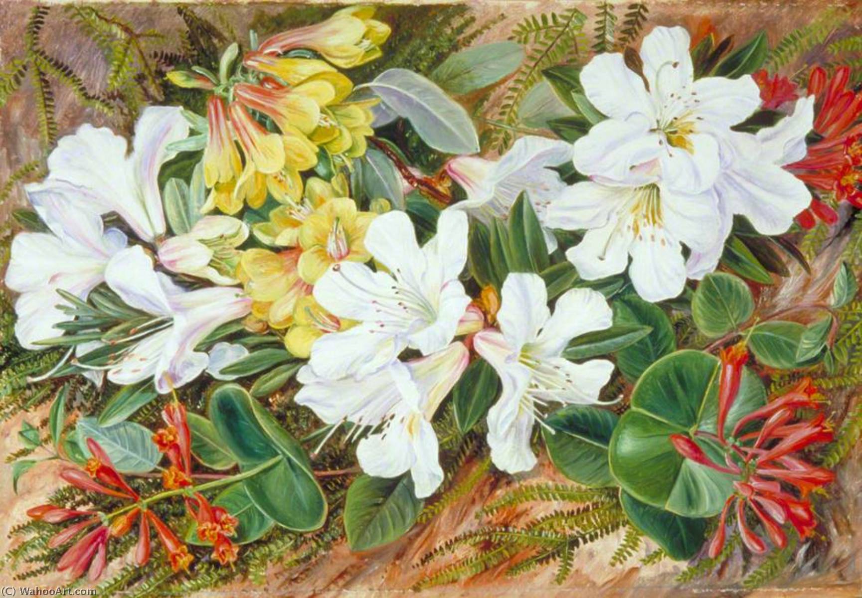 Wikioo.org - The Encyclopedia of Fine Arts - Painting, Artwork by Marianne North - Indian Rhododendrons and North American Honeysuckle