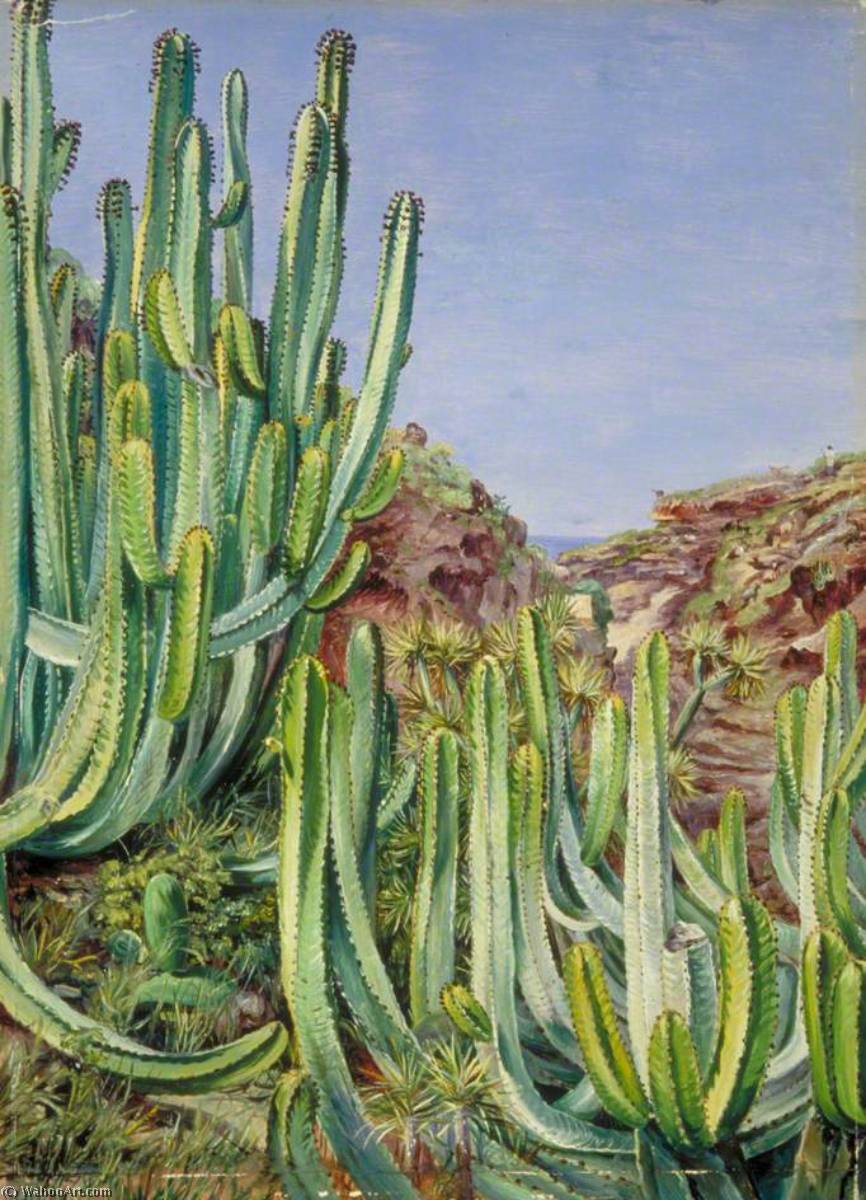 Wikioo.org - The Encyclopedia of Fine Arts - Painting, Artwork by Marianne North - A Cactus Like Plant Growing Close to the Sea in Teneriffe