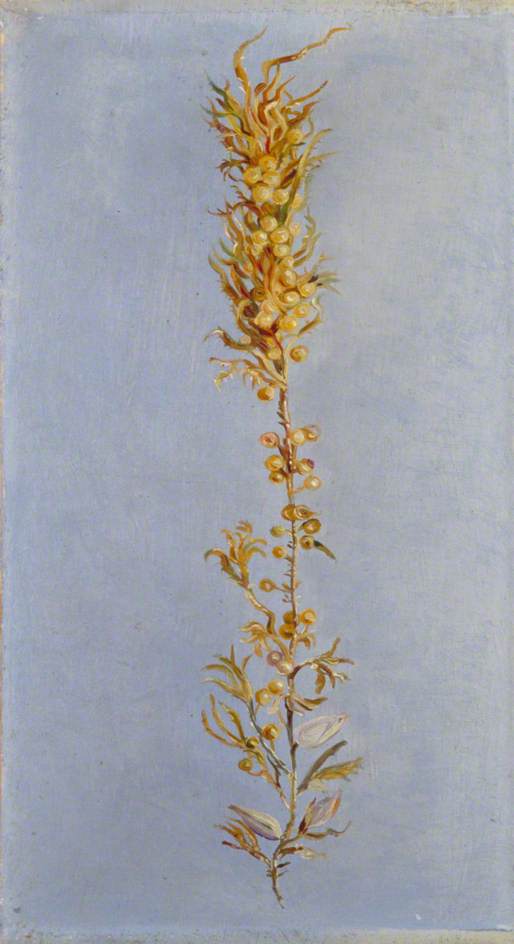 Wikioo.org - The Encyclopedia of Fine Arts - Painting, Artwork by Marianne North - Study of Gulf Weed