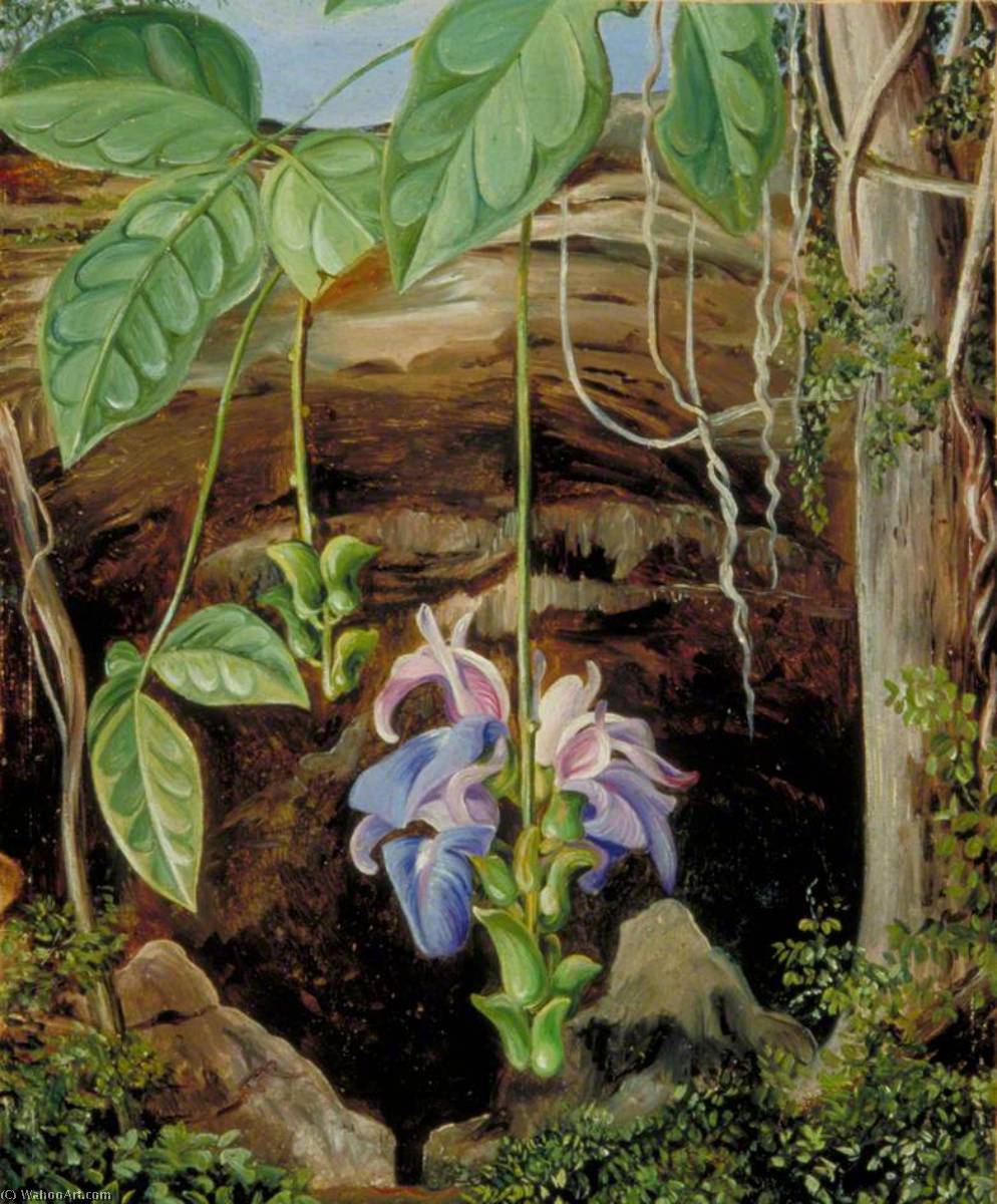 WikiOO.org - Енциклопедия за изящни изкуства - Живопис, Произведения на изкуството Marianne North - Flowers of a Twiner, Brazil