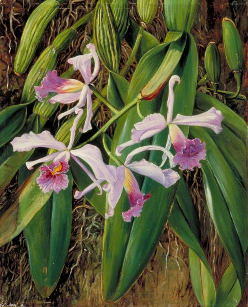 Wikioo.org - The Encyclopedia of Fine Arts - Painting, Artwork by Marianne North - A Brazilian Orchid
