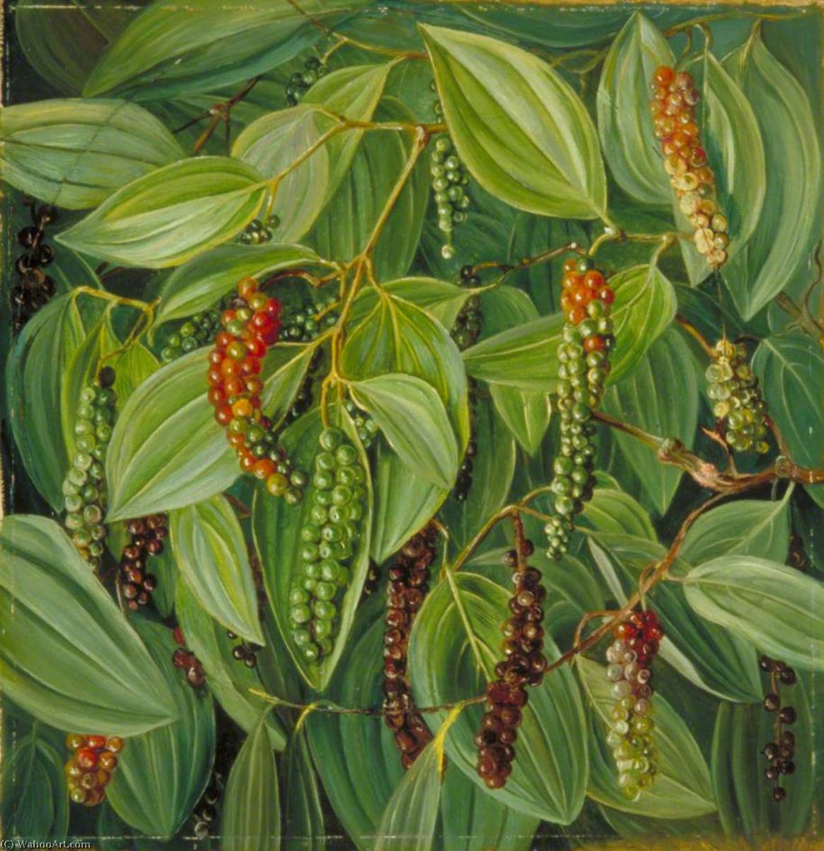 Wikioo.org – L'Encyclopédie des Beaux Arts - Peinture, Oeuvre de Marianne North - feuillage Fleurs  et  fruits  de  la  poivre  planter