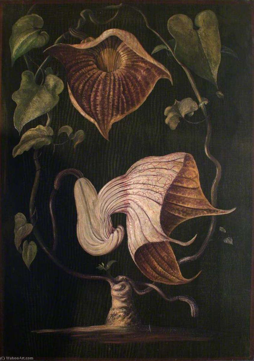 Wikioo.org - The Encyclopedia of Fine Arts - Painting, Artwork by Marianne North - A Climbing Plant of Old Calabar