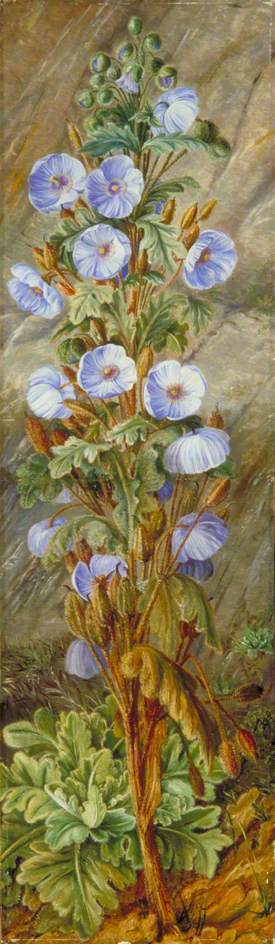 Wikioo.org - สารานุกรมวิจิตรศิลป์ - จิตรกรรม Marianne North - Blue Poppy Growing on Mount Tonglo, Sikkim Himalaya