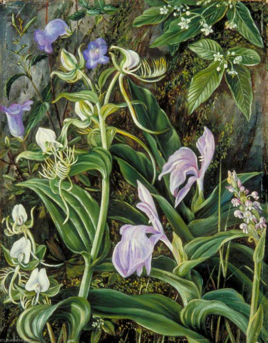 Wikioo.org - The Encyclopedia of Fine Arts - Painting, Artwork by Marianne North - Wild Flowers of Kumaon, India