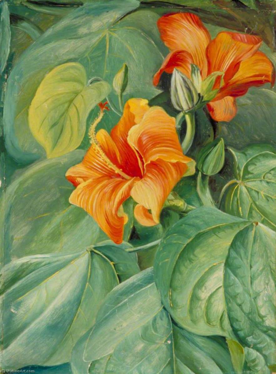 Wikioo.org - The Encyclopedia of Fine Arts - Painting, Artwork by Marianne North - Foliage and Flowers of the Mahoe, Jamaica
