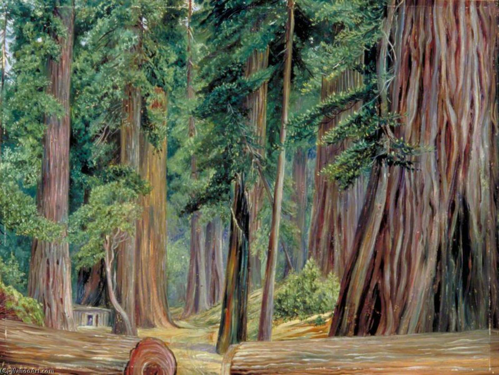 Wikioo.org - The Encyclopedia of Fine Arts - Painting, Artwork by Marianne North - Under the Redwood Trees at Goerneville, California