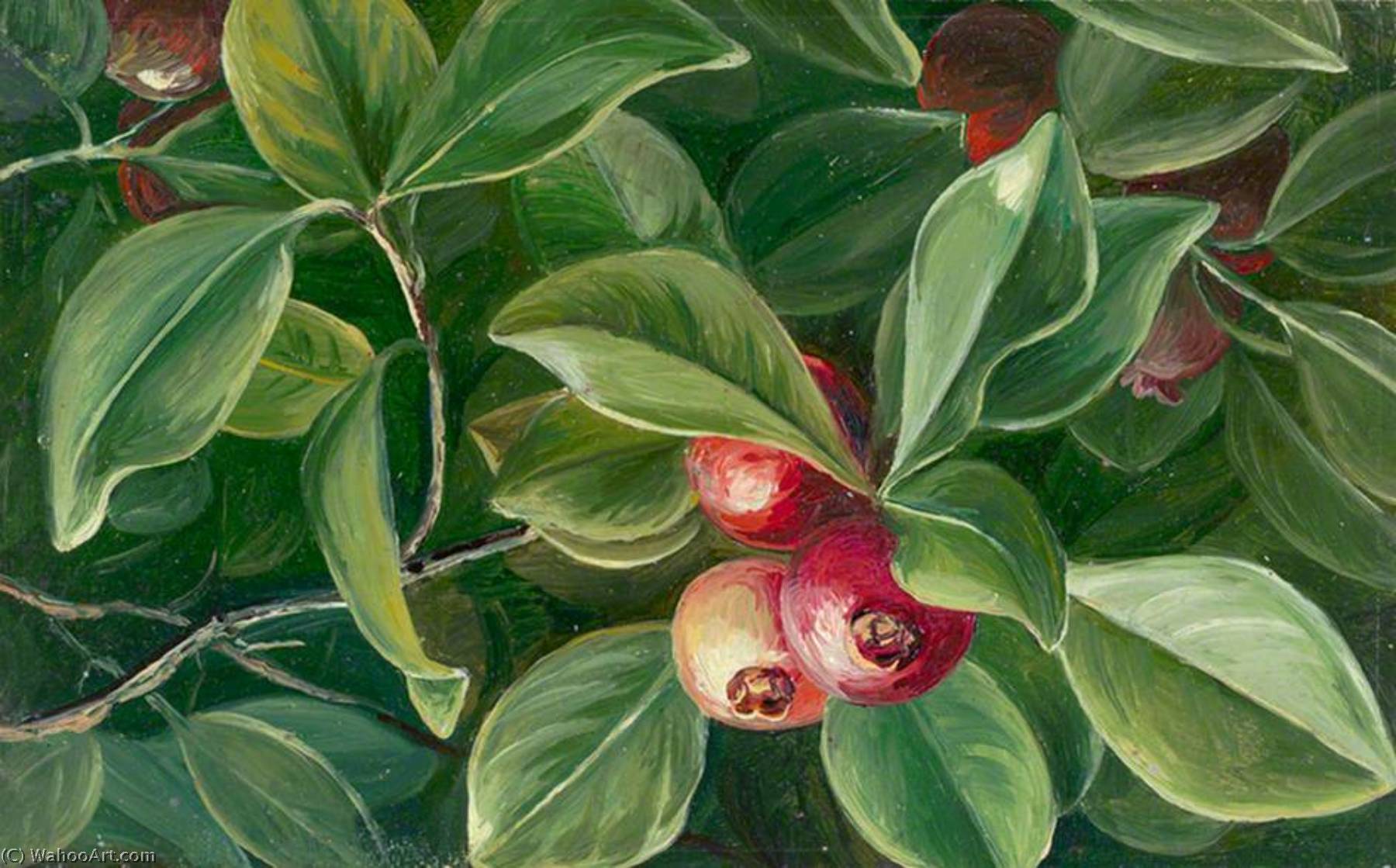 Wikioo.org - The Encyclopedia of Fine Arts - Painting, Artwork by Marianne North - Psidium littorale