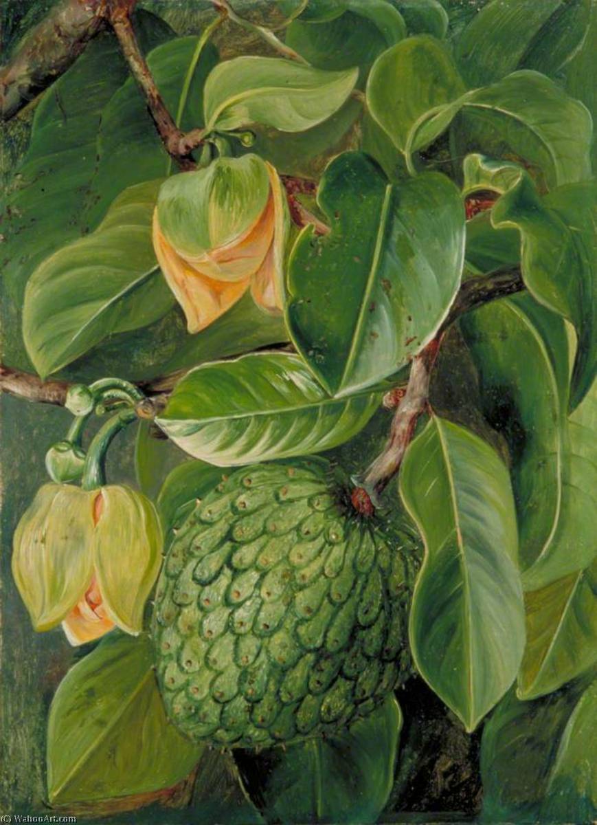 Wikioo.org - The Encyclopedia of Fine Arts - Painting, Artwork by Marianne North - Foliage, Flowers and Fruit of the Soursop, Brazil