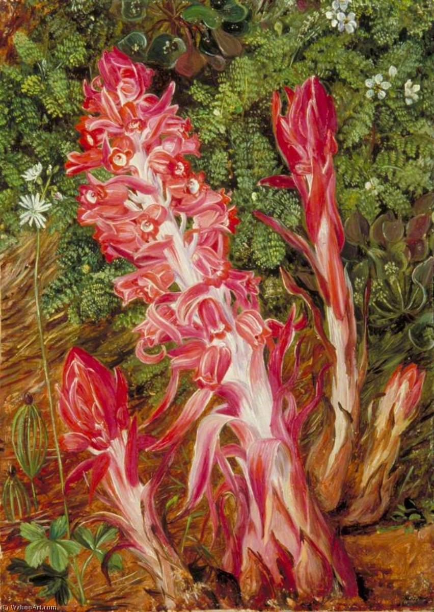 Wikioo.org - สารานุกรมวิจิตรศิลป์ - จิตรกรรม Marianne North - Californian Flowers