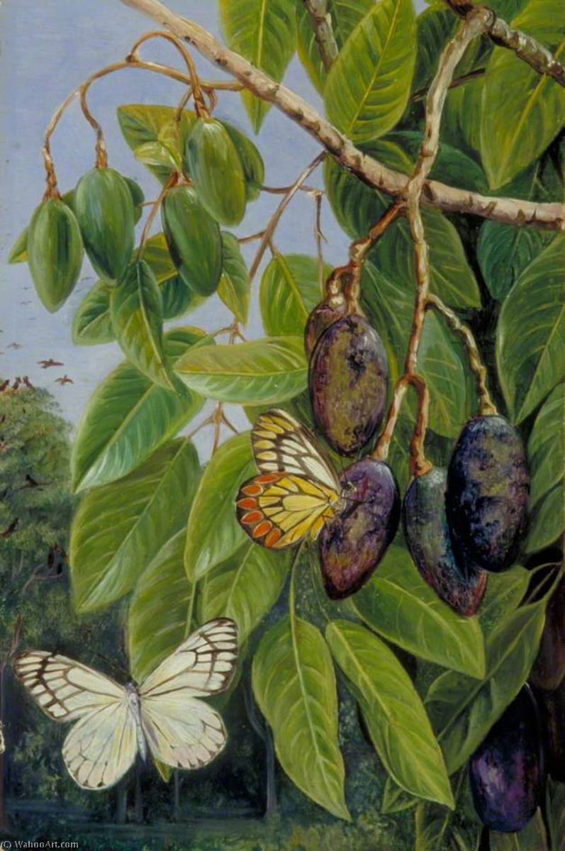 Wikioo.org - The Encyclopedia of Fine Arts - Painting, Artwork by Marianne North - Foliage and Fruit of the Kenari and Butterfly, Java