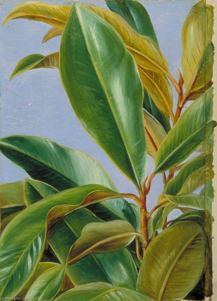 Wikioo.org - The Encyclopedia of Fine Arts - Painting, Artwork by Marianne North - Foliage of the Gutta Percha