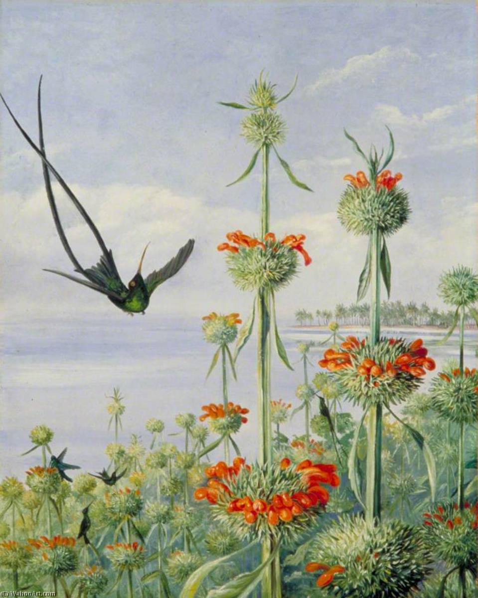 Wikioo.org - The Encyclopedia of Fine Arts - Painting, Artwork by Marianne North - Leonotis nepetaefolia and Doctor Humming Birds, Jamaica