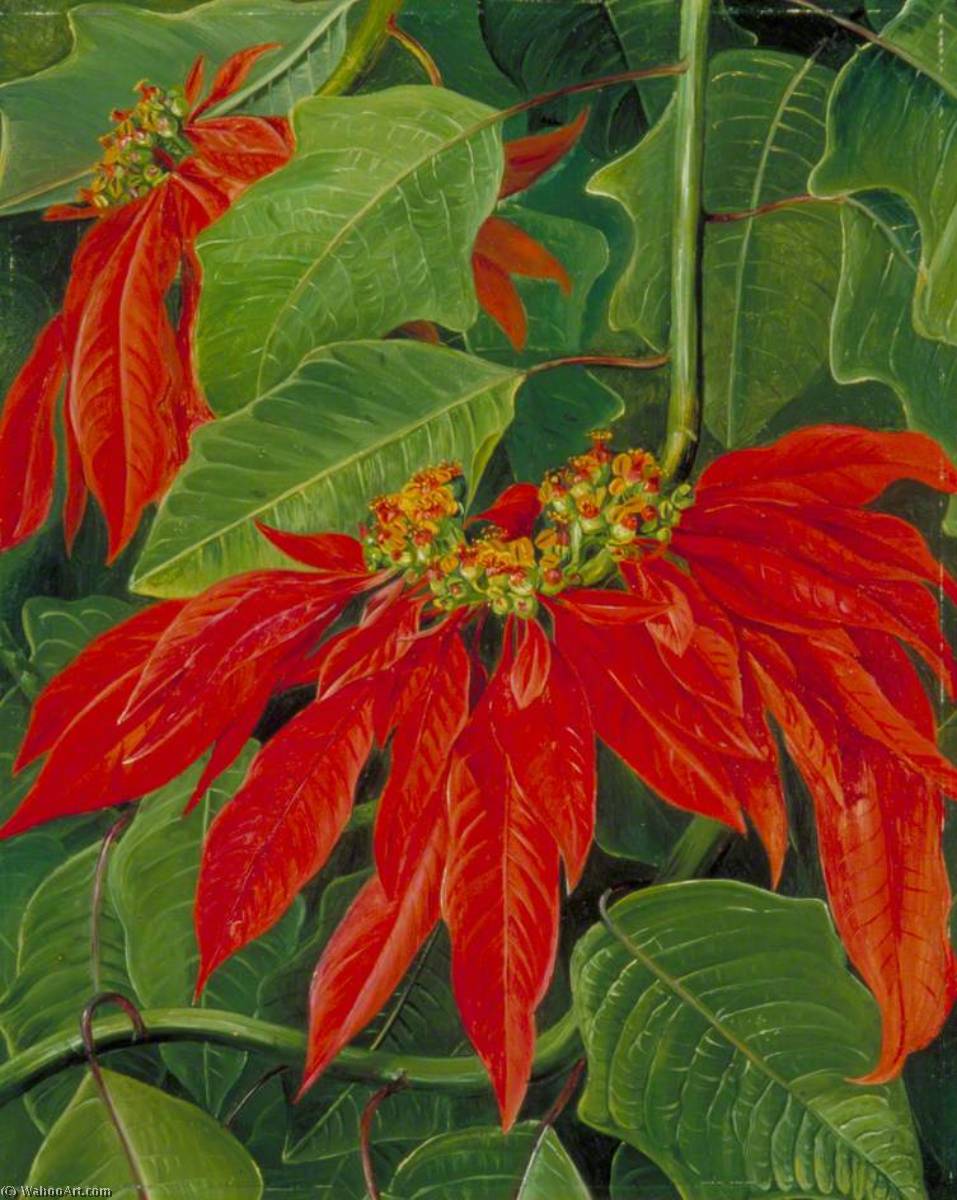 Wikioo.org - The Encyclopedia of Fine Arts - Painting, Artwork by Marianne North - Flor de Pascua or Easter Flower, at Morro Velho, Brazil