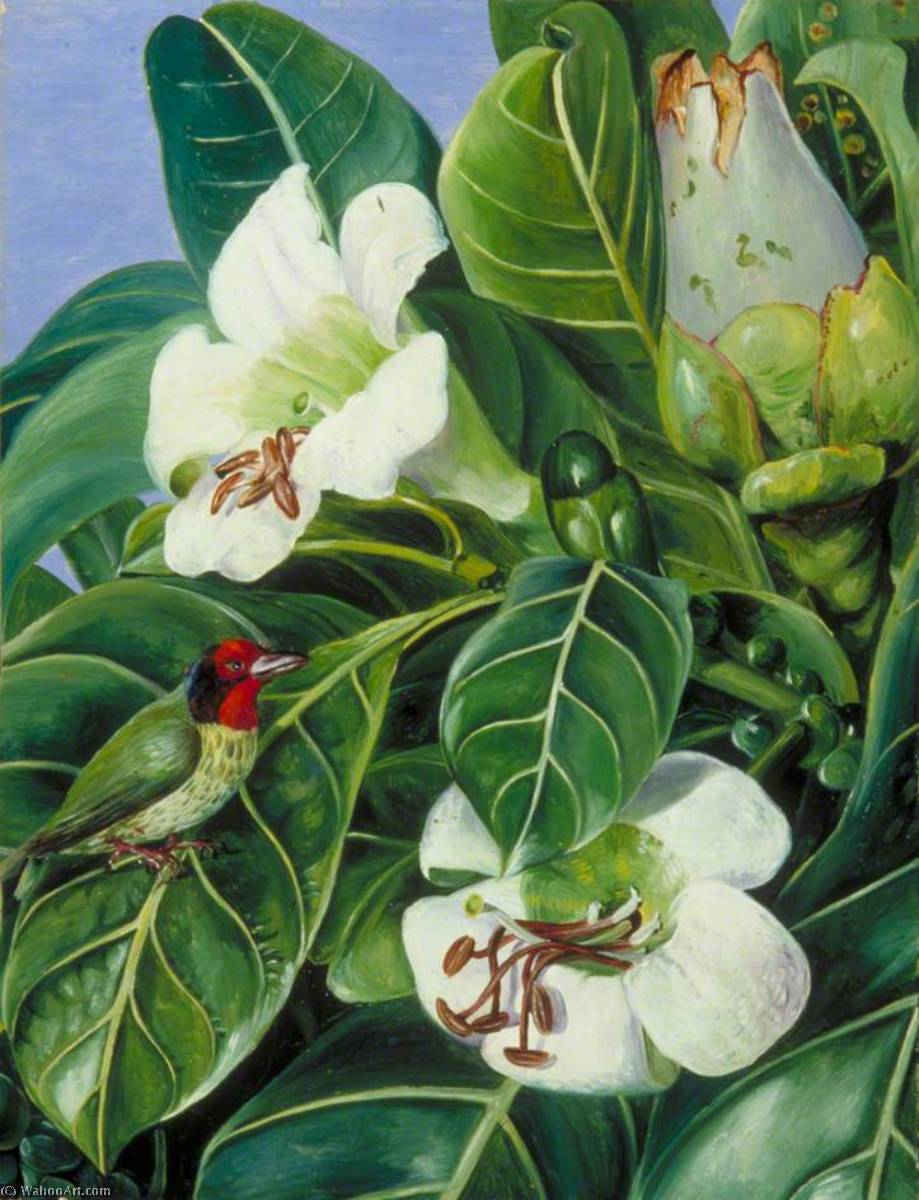 Wikioo.org - The Encyclopedia of Fine Arts - Painting, Artwork by Marianne North - Foliage and Flowers of a Forest Tree of Java