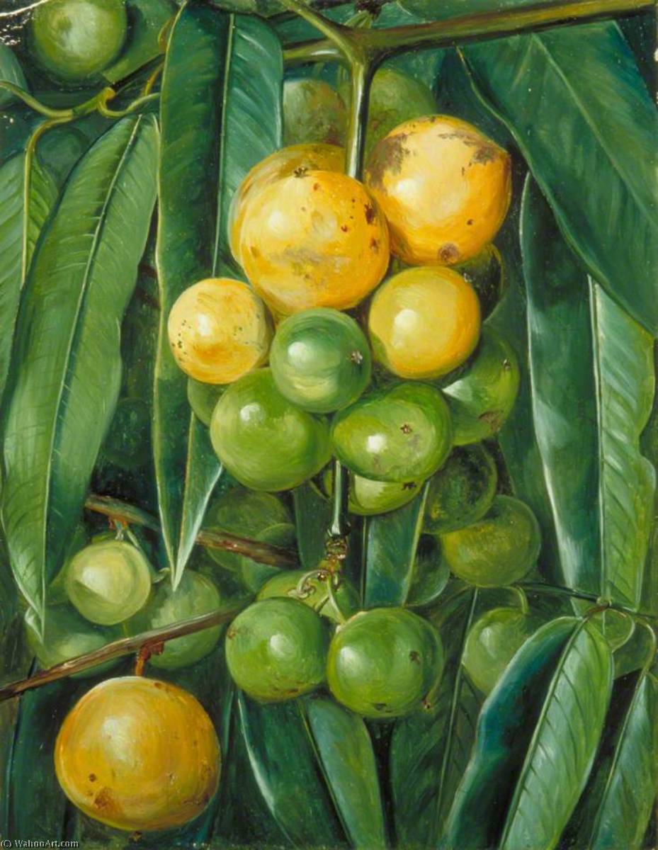 Wikioo.org - The Encyclopedia of Fine Arts - Painting, Artwork by Marianne North - Foliage and Fruit of the Gourka or Goraka, of India