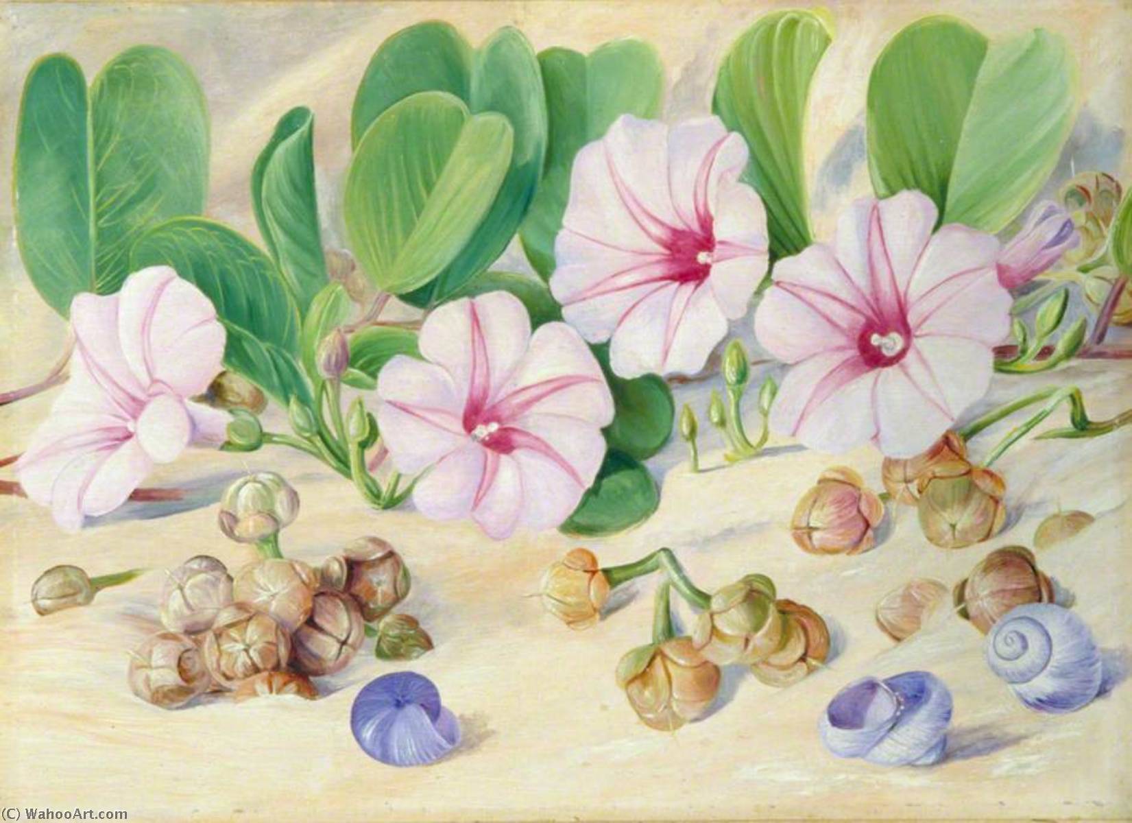 Wikioo.org - The Encyclopedia of Fine Arts - Painting, Artwork by Marianne North - A Common Plant on Sandy Sea Shores in the Tropics