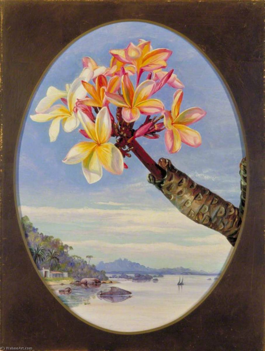 WikiOO.org - Enciclopédia das Belas Artes - Pintura, Arte por Marianne North - Flowers of Jasmine Mango or Frangipani, Brazil