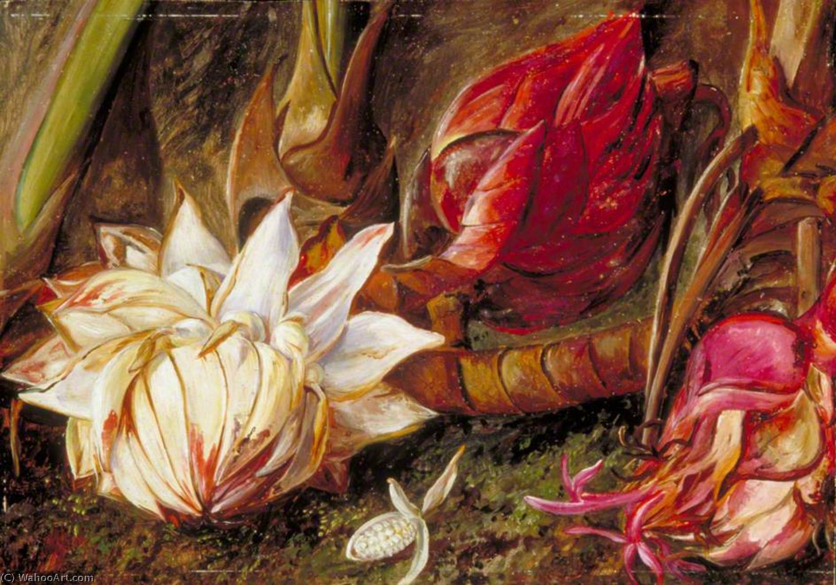 WikiOO.org - Encyclopedia of Fine Arts - Lukisan, Artwork Marianne North - Inflorescence of a Plant of the Ginger Family from Java