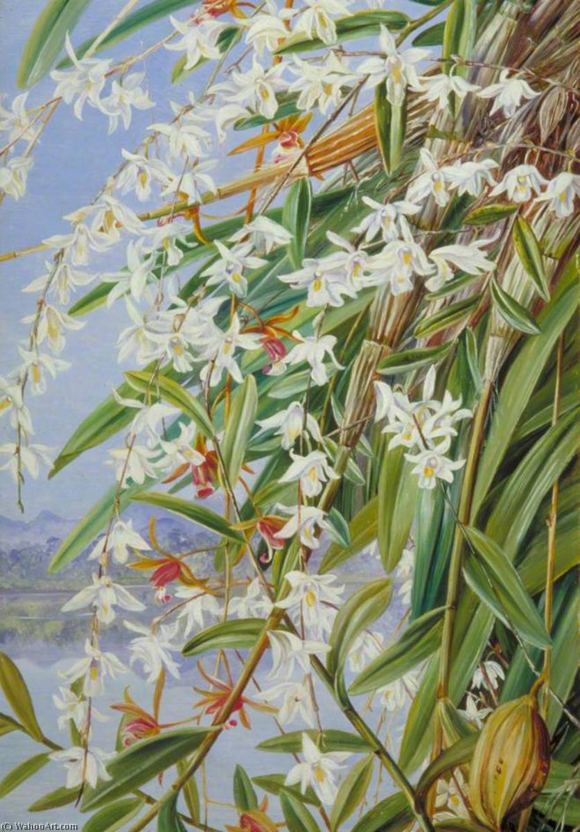 WikiOO.org - Encyclopedia of Fine Arts - Malba, Artwork Marianne North - The Turong or Pigeon Orchid in Borneo, and a Purple Brown Cymbidium