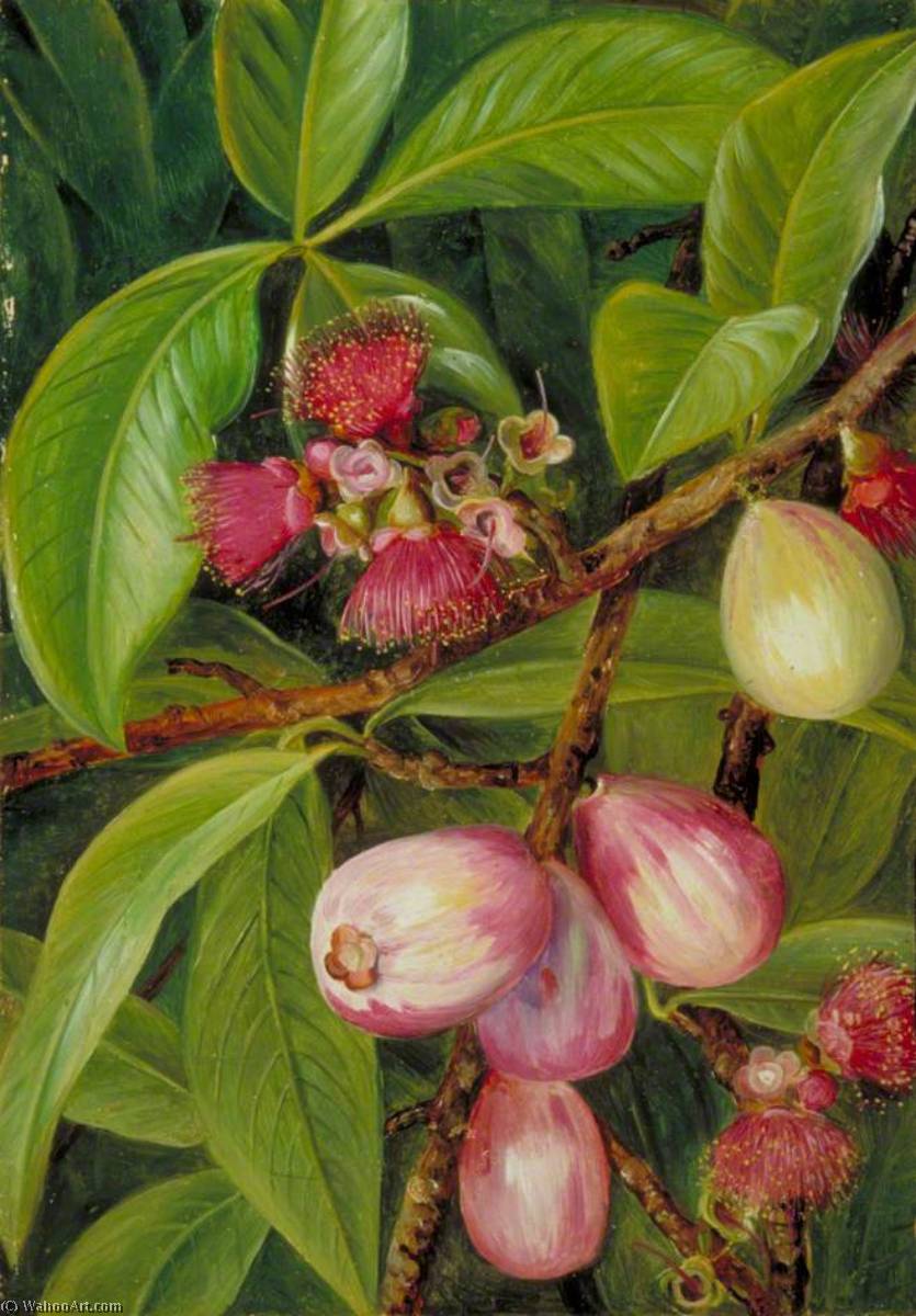 Wikioo.org - The Encyclopedia of Fine Arts - Painting, Artwork by Marianne North - Foliage, Fruit and Flowers of a Rose Apple, Java