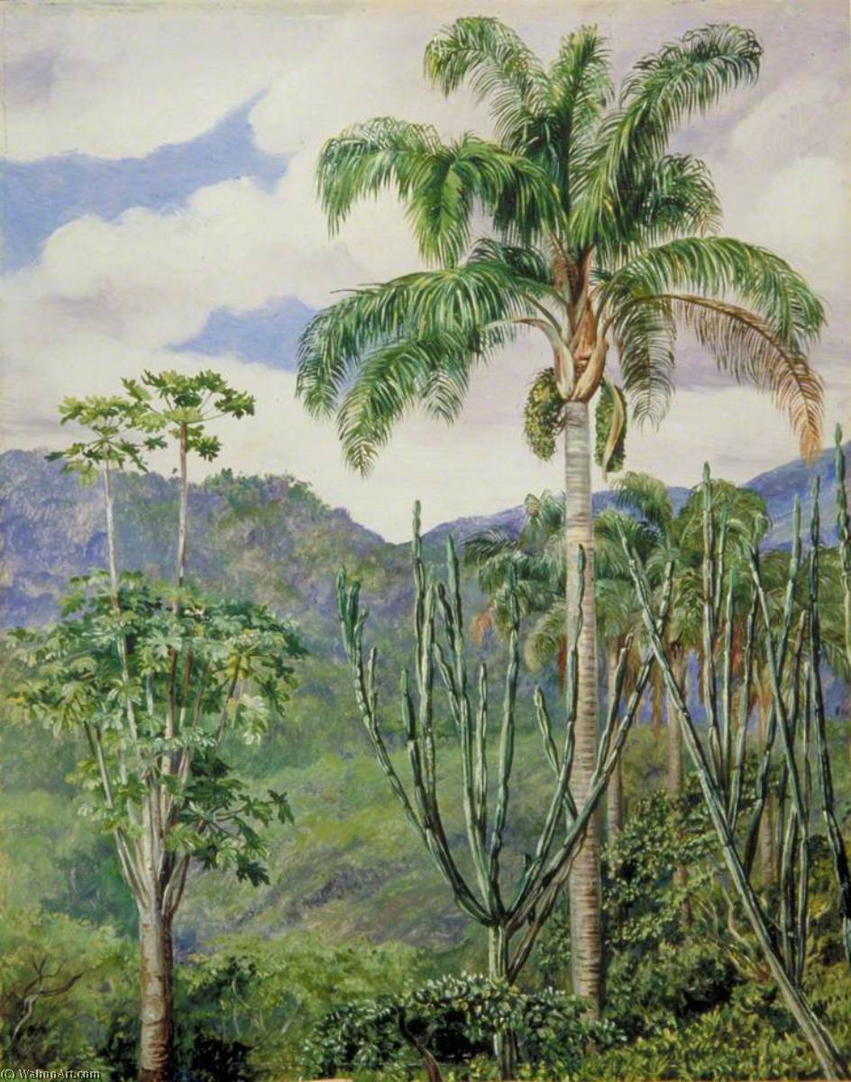 Wikioo.org - The Encyclopedia of Fine Arts - Painting, Artwork by Marianne North - View in Brazil near Ouro Preto, with Oil Palms