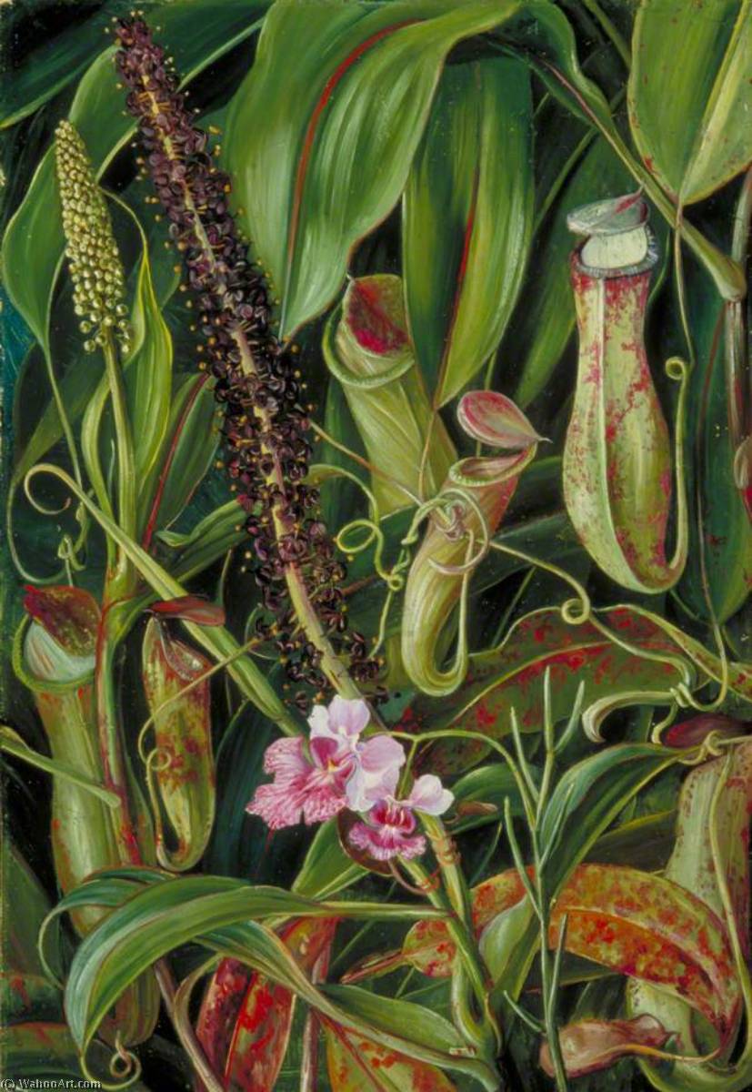 Wikioo.org - The Encyclopedia of Fine Arts - Painting, Artwork by Marianne North - Foliage, Pitchers and Flowers of a Bornean Pitcher Plant, and an Orchid