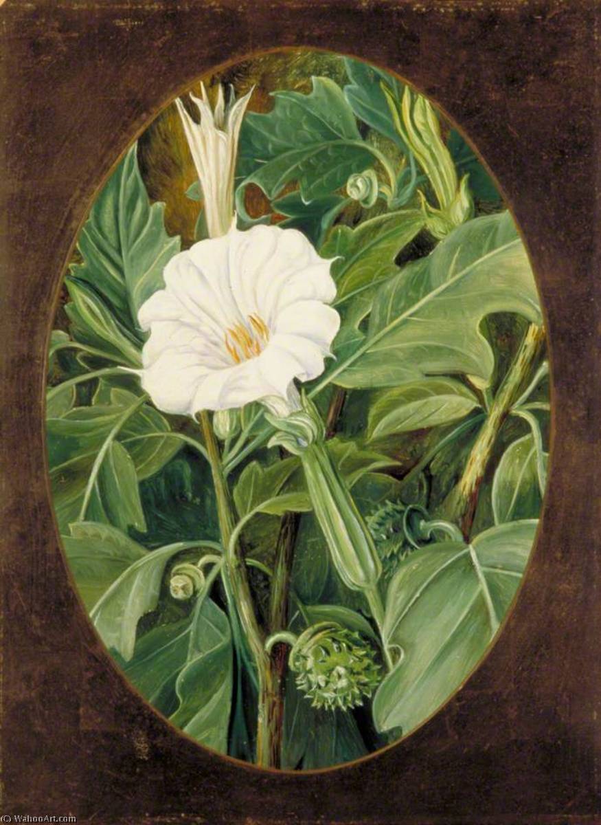 WikiOO.org - Enciklopedija dailės - Tapyba, meno kuriniai Marianne North - White Flowered Thorn Apple