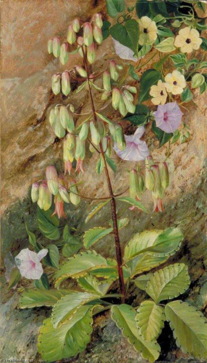 Wikioo.org - The Encyclopedia of Fine Arts - Painting, Artwork by Marianne North - Study of the 'Plant of Life'