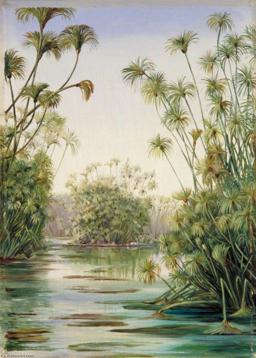 Wikioo.org - The Encyclopedia of Fine Arts - Painting, Artwork by Marianne North - Papyrus or Paper Reed Growing in the Ciane, Sicily