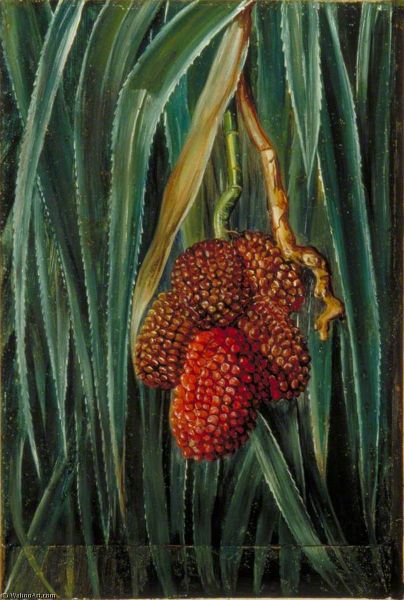WikiOO.org - 백과 사전 - 회화, 삽화 Marianne North - Foliage and Fruit of a Small Screw Pine, Java