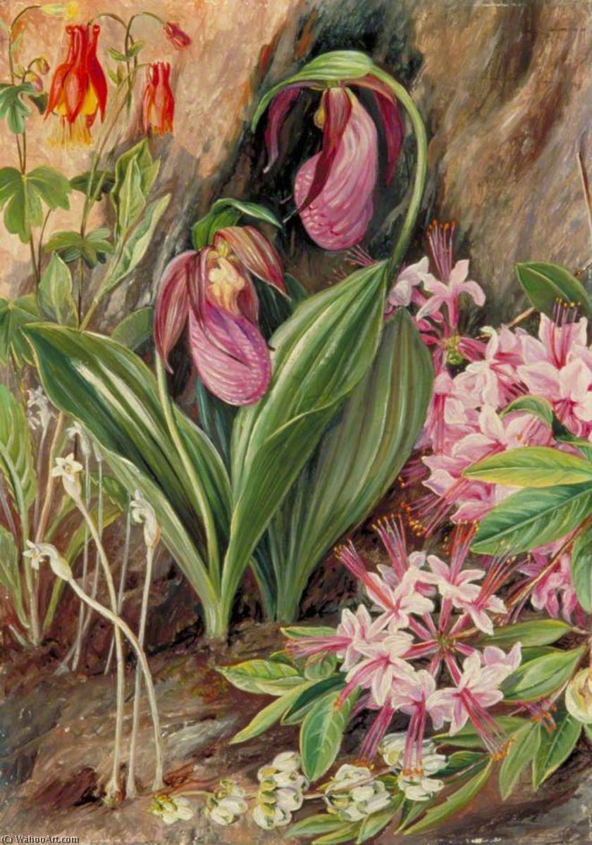WikiOO.org - Enciklopedija dailės - Tapyba, meno kuriniai Marianne North - Wild Flowers from the Neighbourhood of New York